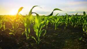 Carbon Sequestration Benefits of Biofertilizers: Revolutionizing Sustainable Agriculture