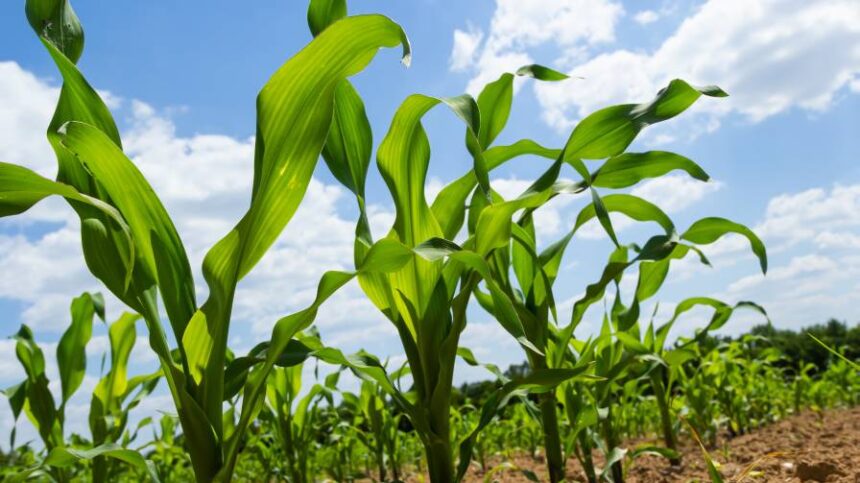What Brazil’s Potash Push Means for U.S. Ag Retailers