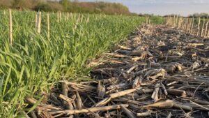 DPH Biologicals, University of Illinois Team Up to Improve Crop Residue Management