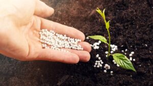 2023 Fertilizer Sales Were a Mixed Bag for Leading Ag Retailers