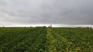 How Short Lane Ag Partnered With a Soybean Grower to Test Seed Treatments for White Mold