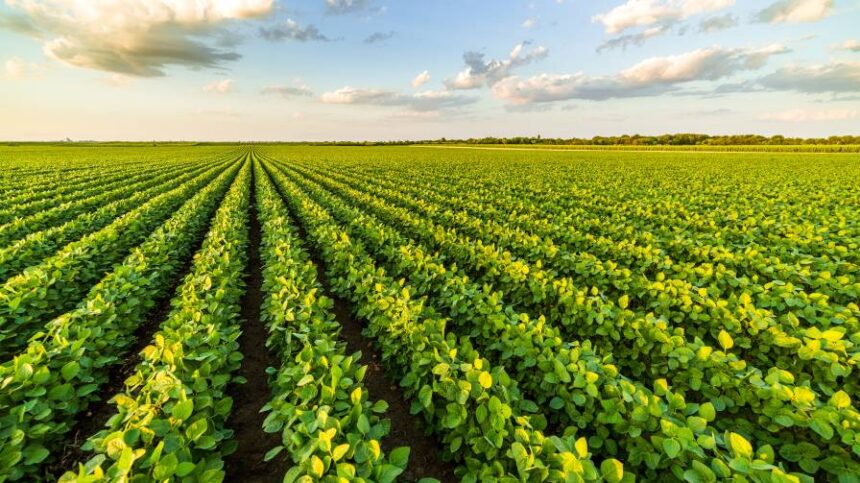Certis Biologicals Launches New Biofungicide for Corn, Soybeans and Peanuts