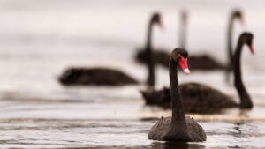‘The Great Reset’ in Global Agriculture: 9 Black Swan Events to Watch in 2024