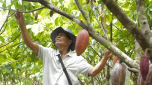 The Dawn of ‘Chocolate’ Fertilizer