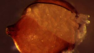 Soybean Cyst Nematode: Experts Share How to Put SCN Soil Test Results Into Action