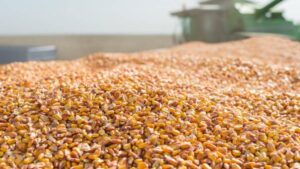 Seed Selection: Finding the Right Mix in 2024