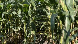 New Data from Purdue University for Instinct NXTGEN Nitrogen Stabilizer