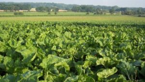 Corteva Launches Verpixo Fungicide With Adavelt Active for U.S. Sugarbeet Market