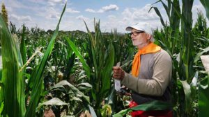 Purdue Innovates Licenses Novel Short-Stature Corn Technology to Ag Alumni Seed