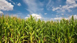 EU Agrees to Accept Some Biotech Crops