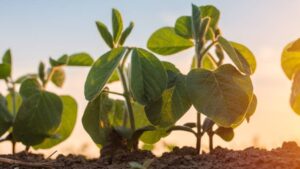 Soy Growers Alarmed After Glufosinate-P Registration Restrictions Tightened As EPA Moves ESA Goalposts