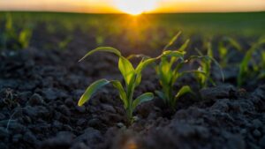 Indigo Ag Announces Record-Setting Third Carbon Crop