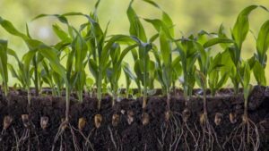 Natural Selection: How Biopesticides Are Transforming Crop Inputs