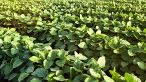 CIBO Technologies Expands Government Incentive Programs Solution for Agriculture