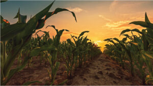 The Sustainability Revolution in Phosphate Fertilizer