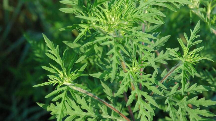 Three Herbicide-Resistant Weeds to Watch in 2024