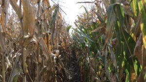 A Seed Strategy That Maintains Top Yield Potential and Limits Risk