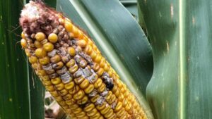 Corn Disease: Take These Key Steps When Fighting Fusarium
