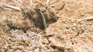 Evaluating Corn Emergence During Early Scouting