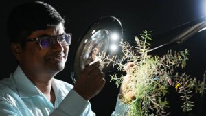 Purdue-USDA Team Develops Fast-Track Process for Genetic Improvement of Plant Traits