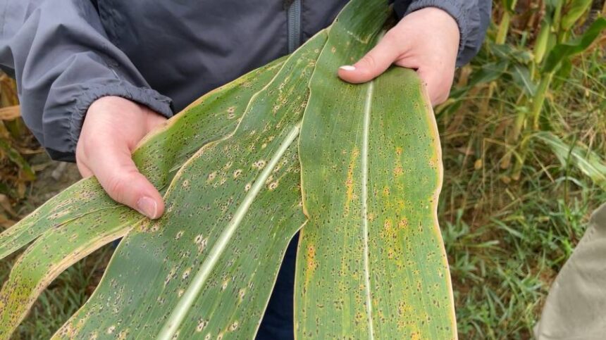 Seed Selection Sets Up First Line of Disease Defense