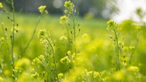 Cargill and University of Minnesota Partner on Winter Camelina and Pennycress Research