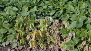 Wet Fields Present Phytophthora Root Rot Risk Throughout the Season