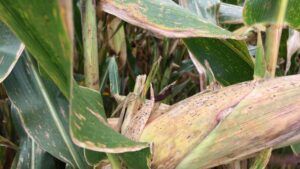 How to Respond to Tar Spot’s Early Arrival