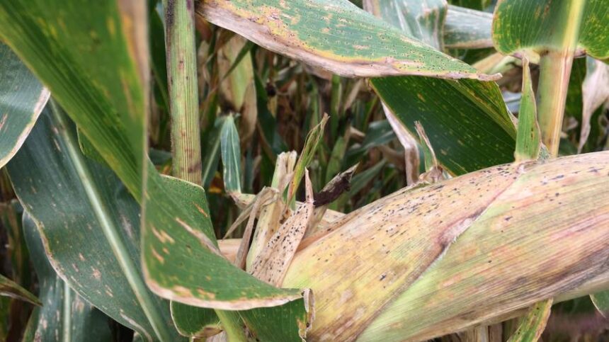 How to Respond to Tar Spot’s Early Arrival