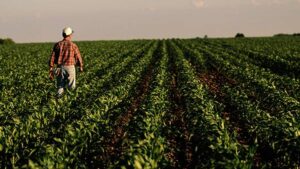Choosing the Right Adjuvant: 3 Key Considerations for Getting the Most From Your Fungicide