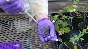 Researchers Examine Nanotechnological Methods for Improving Agriculture