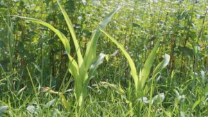 WSSA Experts Lead Regional Podcasts to Combat Invasive Weeds Across the U.S.
