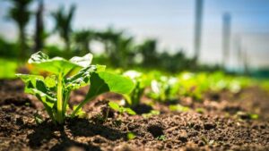 Syngenta Group Reports H1 2024 Earnings