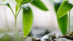 TFI Awards Biostimulant Certification to Valent BioSciences