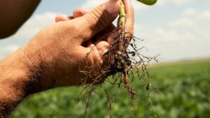 Growers See Greater Gains With SCN Programs and Active Management