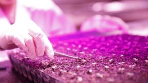 BioLumic Appoints AgTech Veteran Greg Levow As COO to Scale Light-Activated Seed Trait Platform