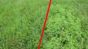 Corteva Introduces New NovaGraz Herbicide to Control Pasture Weeds