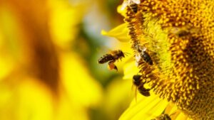 EPA Proposes to Register New Pesticide for Varroa Mite Control