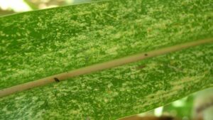 Understanding Corn Stunt – A Growing Presence for U.S. Farmers