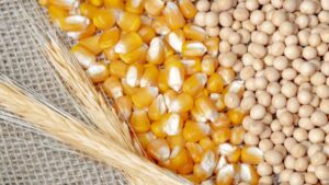 Seed Sales Holds Steady for CropLife 100 Retailers in 2024