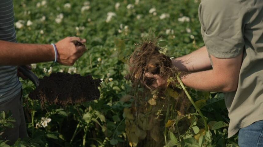 BASF Introduces Endura PRO Fungicide for Potato Growers