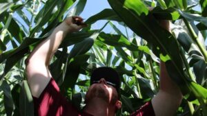 Crop Disease Pressure: Top Three Threats Fueling 2025 Seed Decisions