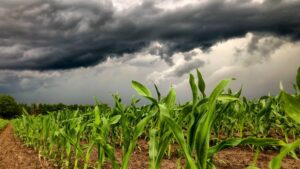 Harnessing the Power of Weather Analytics for Precise Crop Management and Pest Control