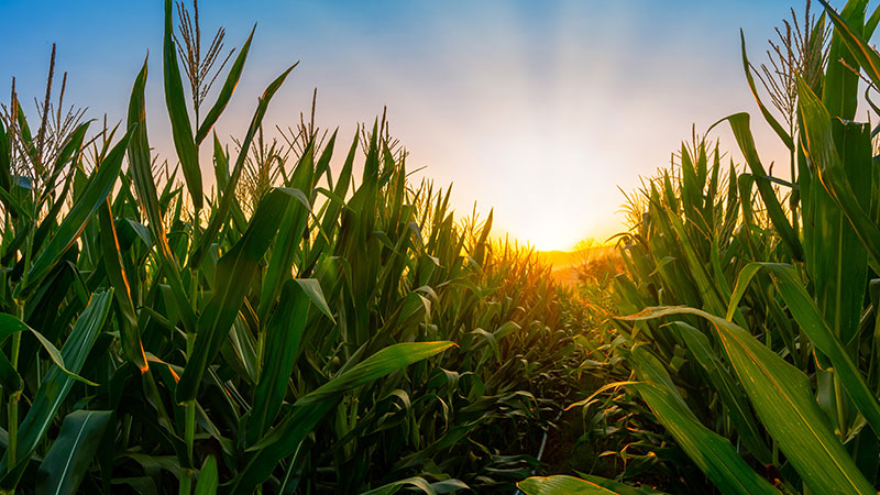 Lallemand Plant Care Launches LALRISE SHINE DS Seed Treatment