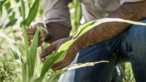 Insecticide Resistance Is Futile: These Products Will Lead the Way in Insect Control in 2025