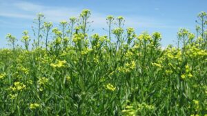 Bayer Acquires Camelina Assets from Smart Earth Camelina Corp. to Advance Biofuels