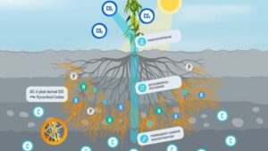 Groundwork BioAg and Sustainable Travel International Partner to Offer Carbon Dioxide Removal Credits for Tourism