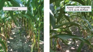 Environmental Dynamics Spur Fungicide Growth