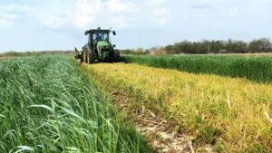 Planting Soybean Green Proves Effective for Waterhemp and Palmer Amaranth Suppression