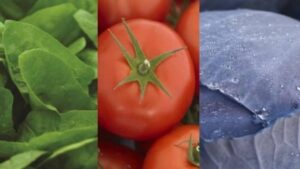 Gowan Acquires Syngenta’s FarMore Technology Vegetable Seed Treatment Platform